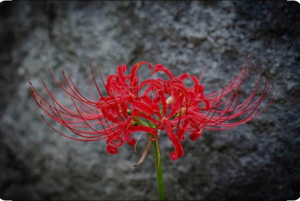 #9月の花といえば？彼岸花（ヒガンバナ）、秋桜（コスモス）、薔薇（バラ）、向日葵（ヒマワリ）、蓮（ハス）、睡蓮（スイレン）、ダリア、朝顔（アサガオ）などが挙げられます！